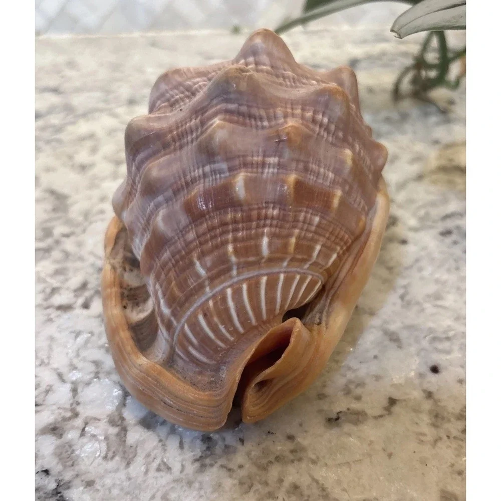 Natural Bullmouth Helmet Bull's Mouth Conch Shell Cypraecassis Rufa Tank‎ Decor